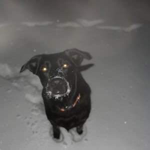 Meet your Posher, Leila